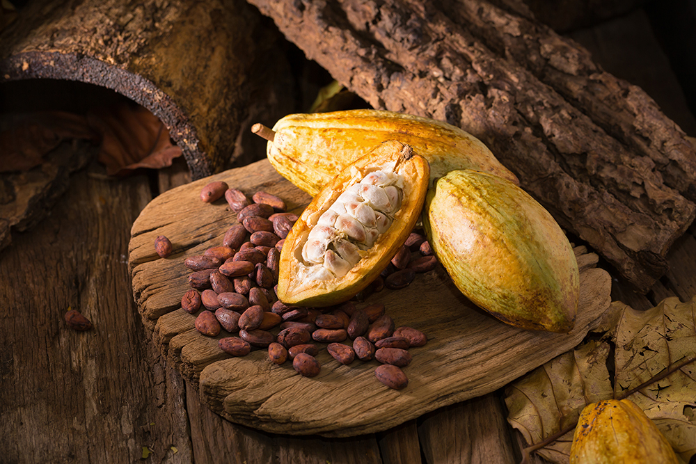 Cultivos de Cacao Orgánico